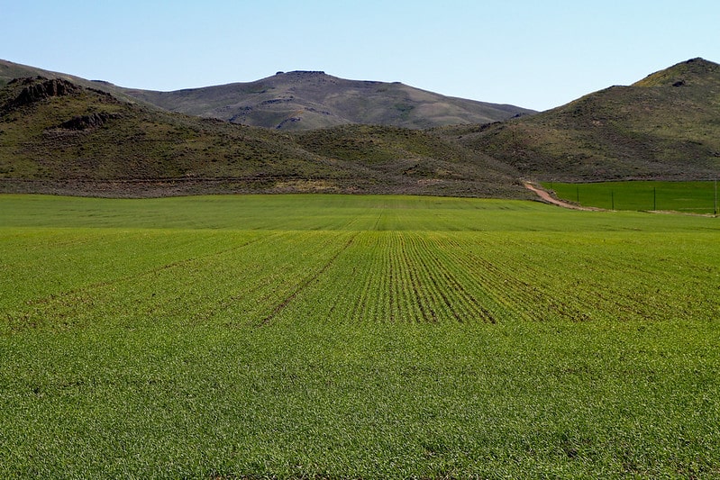 Idaho crop field