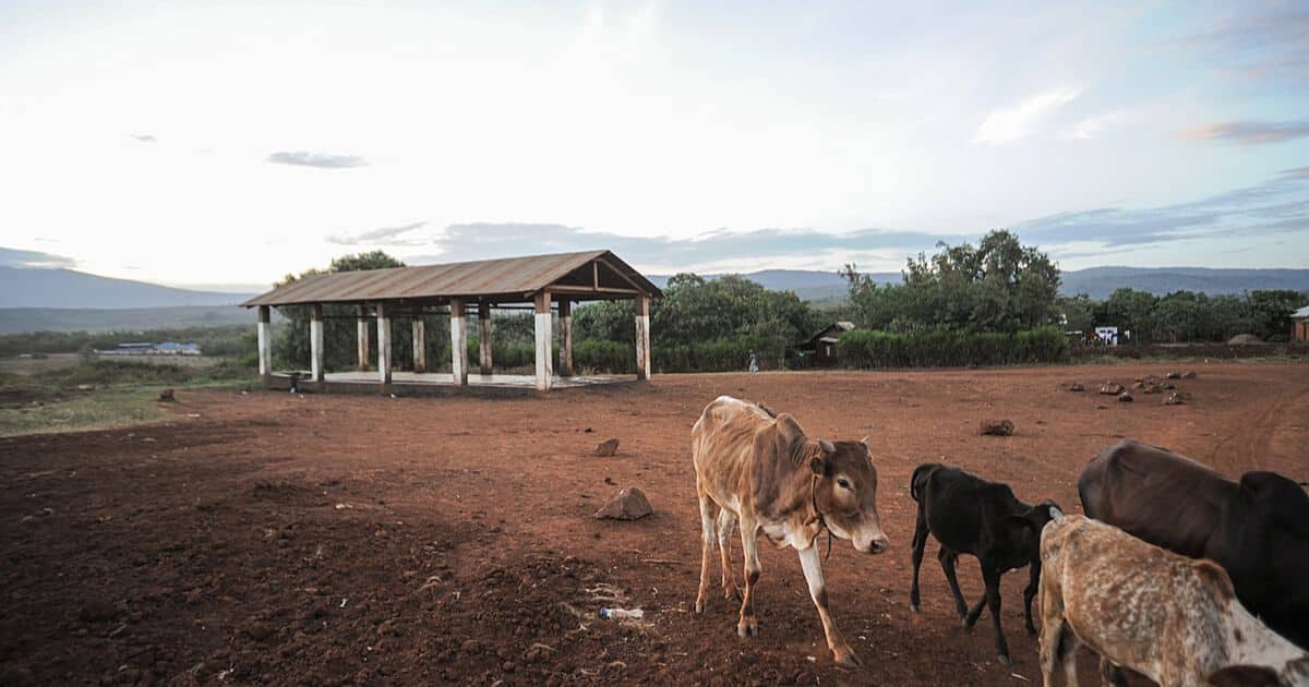 cow in Tanzania