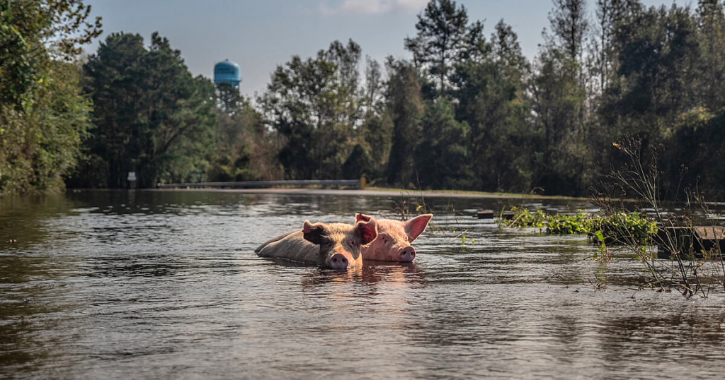 pigs escaping flooded cafo in Duplin County North Carolina