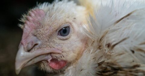 A broiler chicken stares into camera