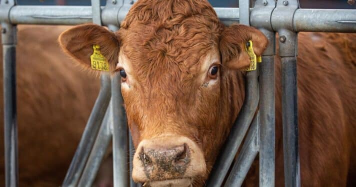 A Limousin breed calf on a Polish beef cattle farm looks into the camera.