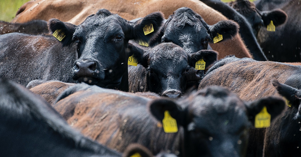 The million dollar cow: high-end farming in Brazil – photo essay