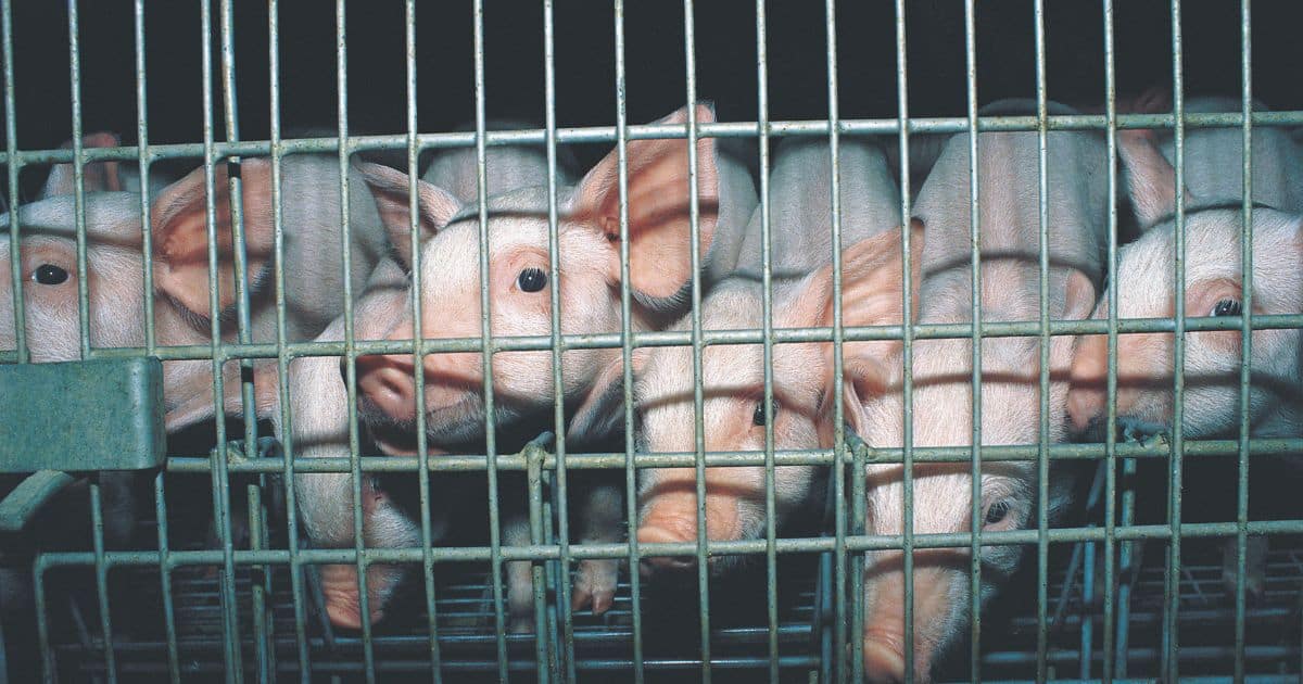 worst facts about factory farms