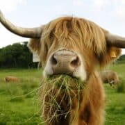 measuring methane from cattle burps