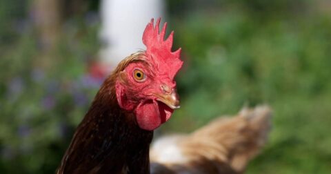 backyard chickens and avian flu