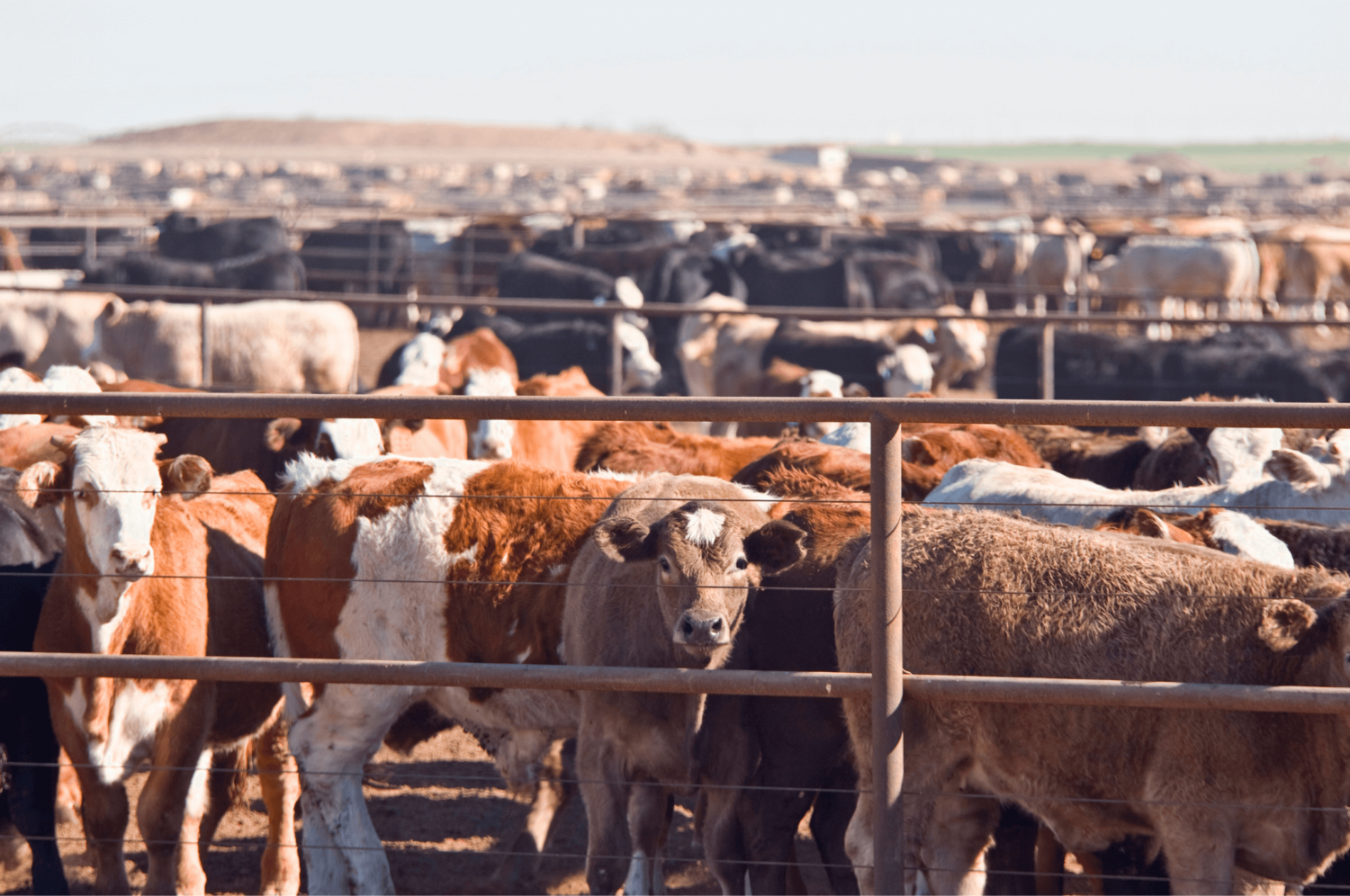 How Much Time Do Cattle Spend On Cattle Feedlots 