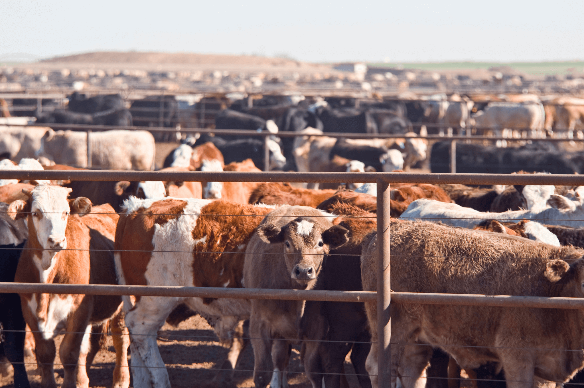 how-much-time-do-cattle-spend-on-cattle-feedlots