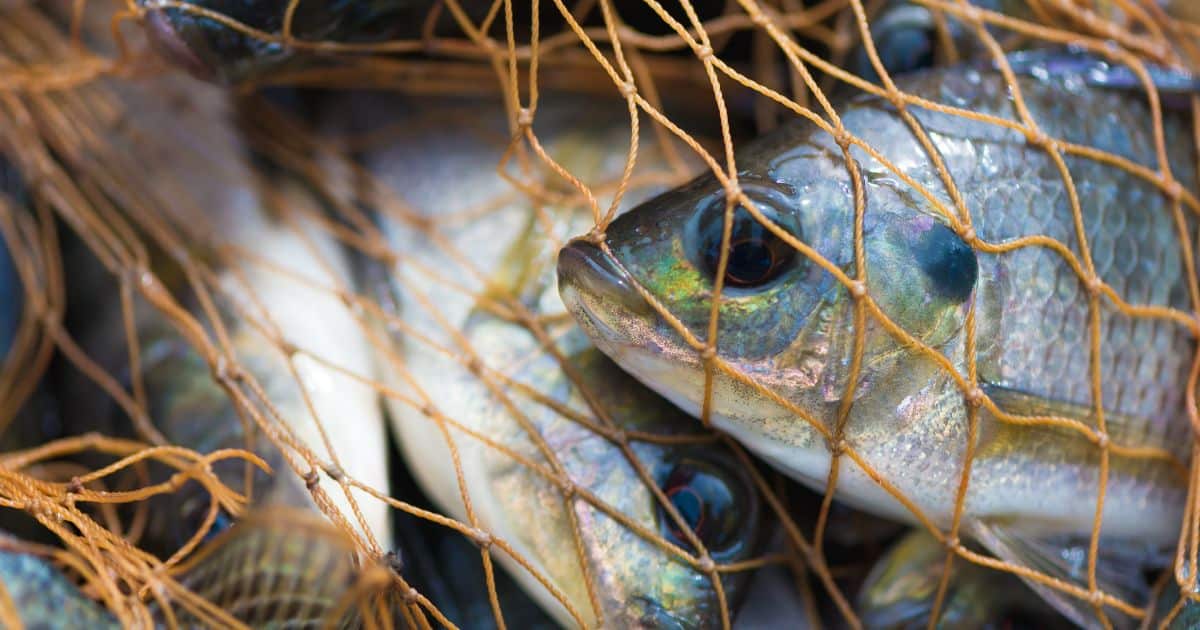 Wild Fish Feel Pain — But They Have No Welfare Protections