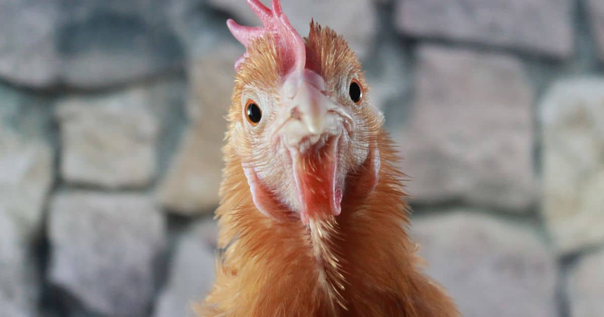 how many chickens are killed each year?