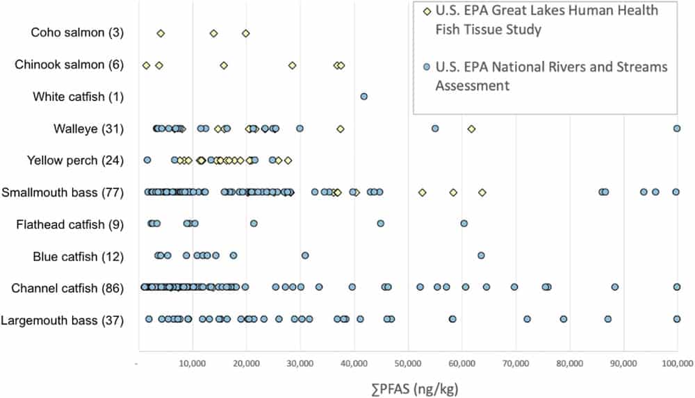 Freshwater fish filled with 'forever chemicals' at alarming levels