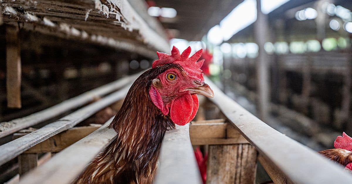 companies failing cage-free commitments