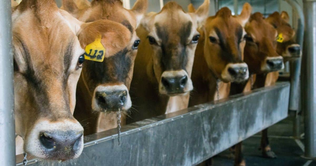 Danone dairy emissions