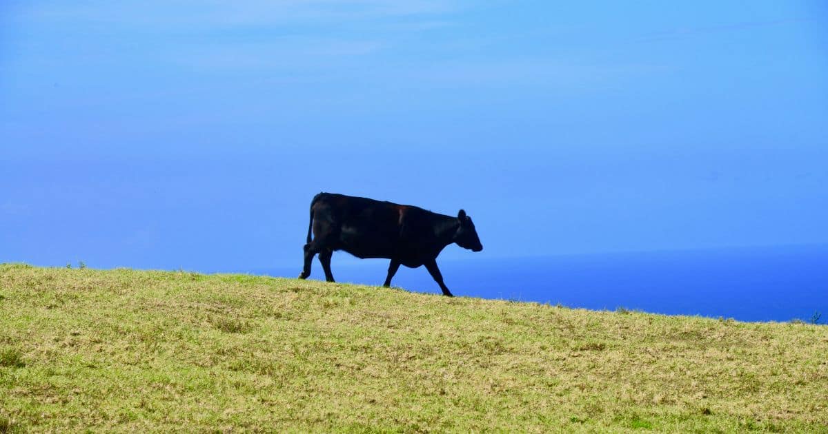 Why Is Cattle Ranching Important