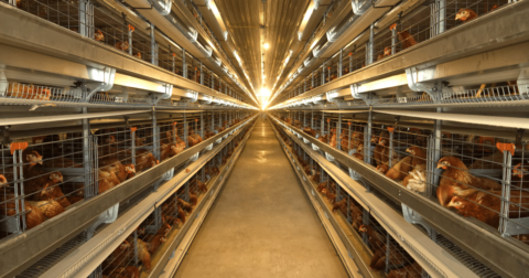 factory farms bankrolled by Rabobank