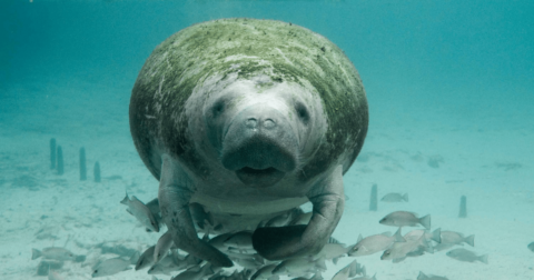 manatee starvation caused by seagrass losses from water pollution