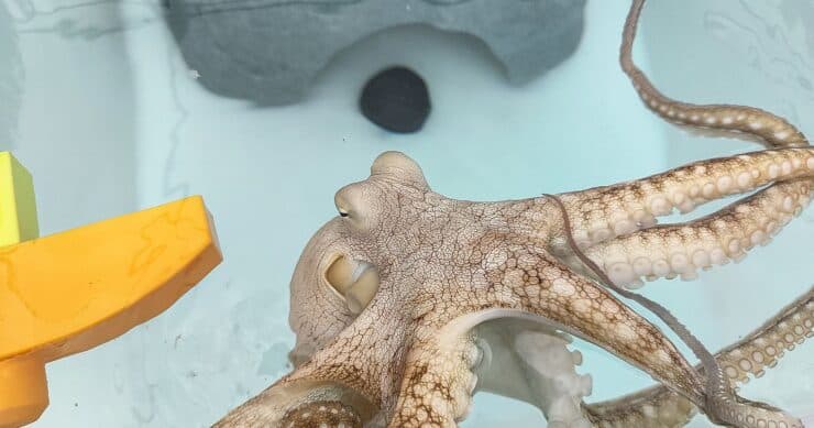 Explainer Is Octopus Farming Ethical?