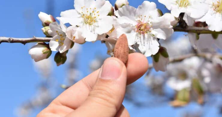 is-almond-milk-bad-for-the-environment