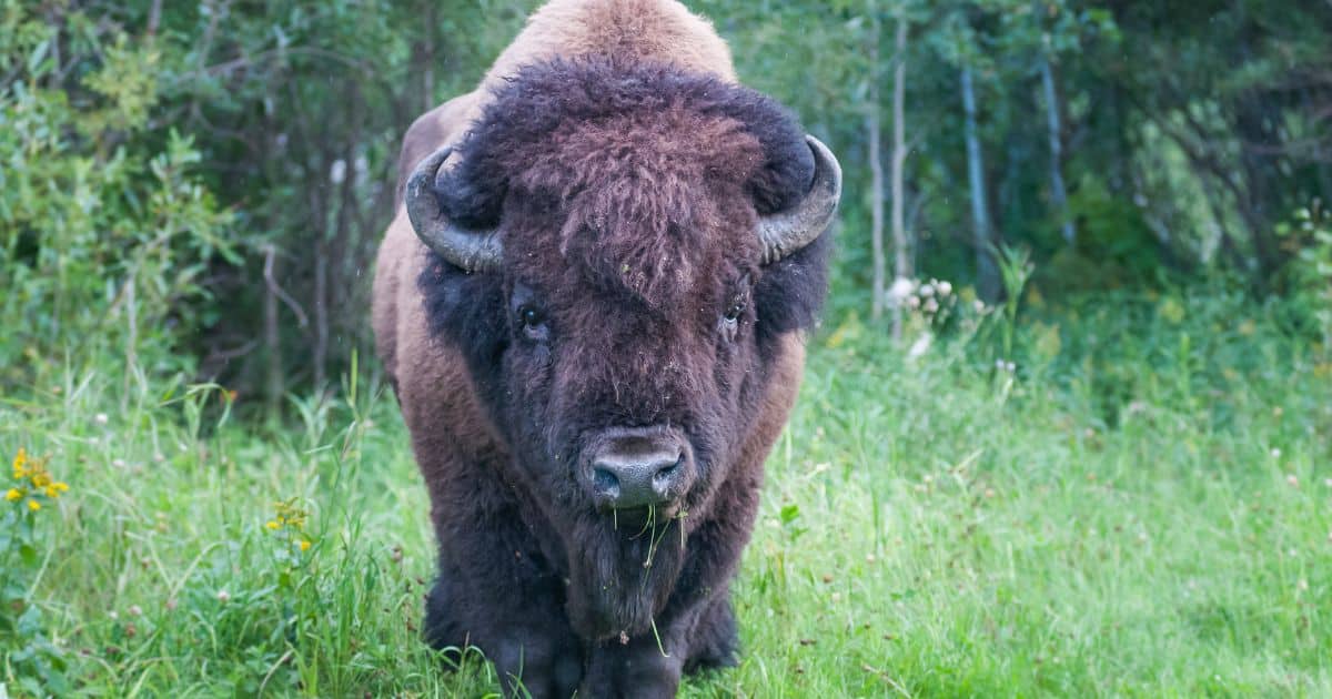 Bison as beings of decolonization