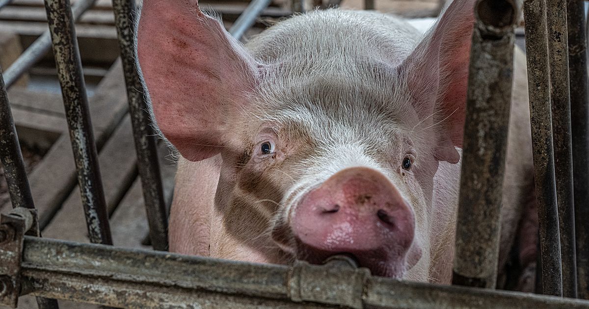 What are gestation crates?