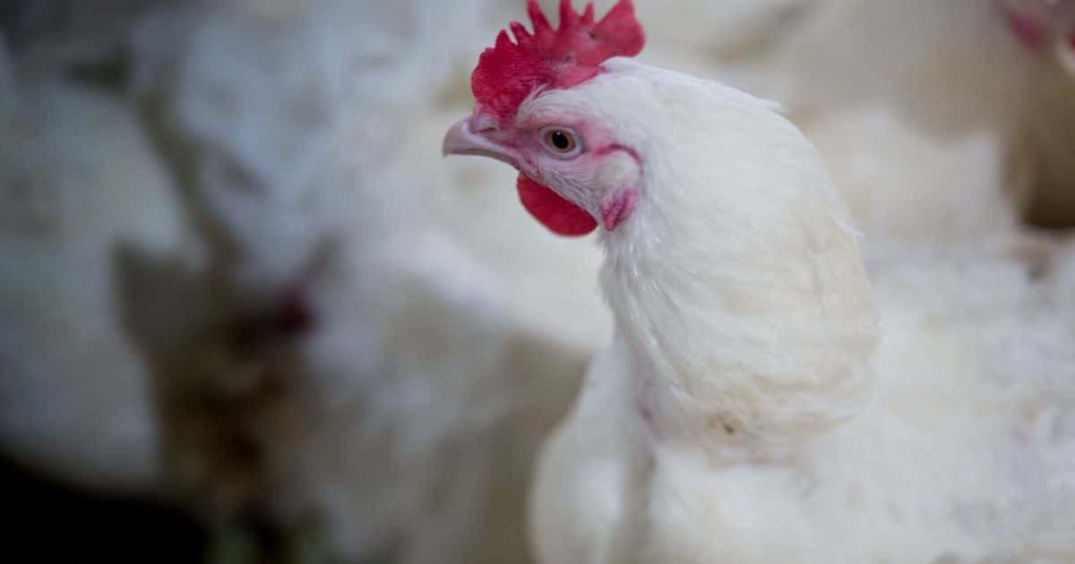 Big Chicken is Going After Climavores