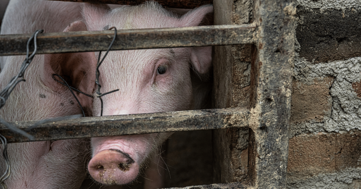 Global Development Banks Could Boost 'Climate-Friendly' Pork and Chicken