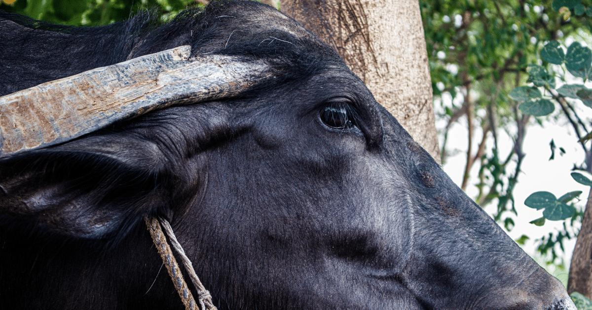 Climate change is making cattle ranching in India unsustainable