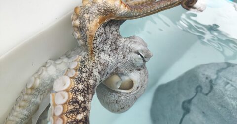 Hawaii octopus farm - image of an octopus in a tank