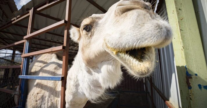 Farm Sanctuary in Turkey, picture of camel