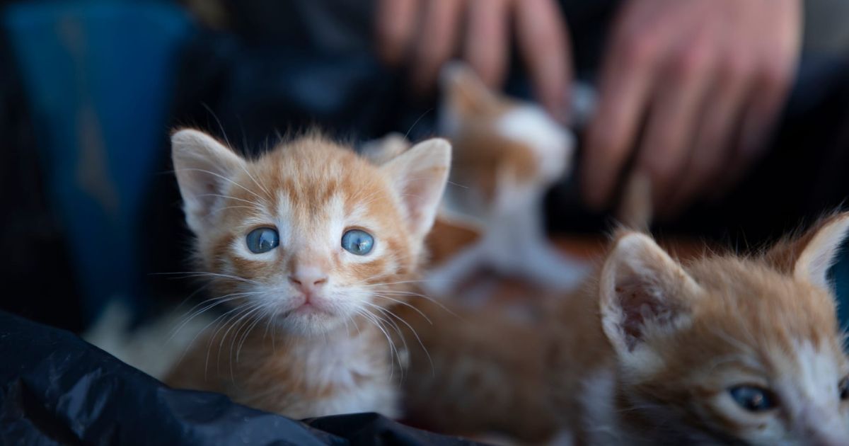 picture of cat, Farm Sanctuary in Turkey