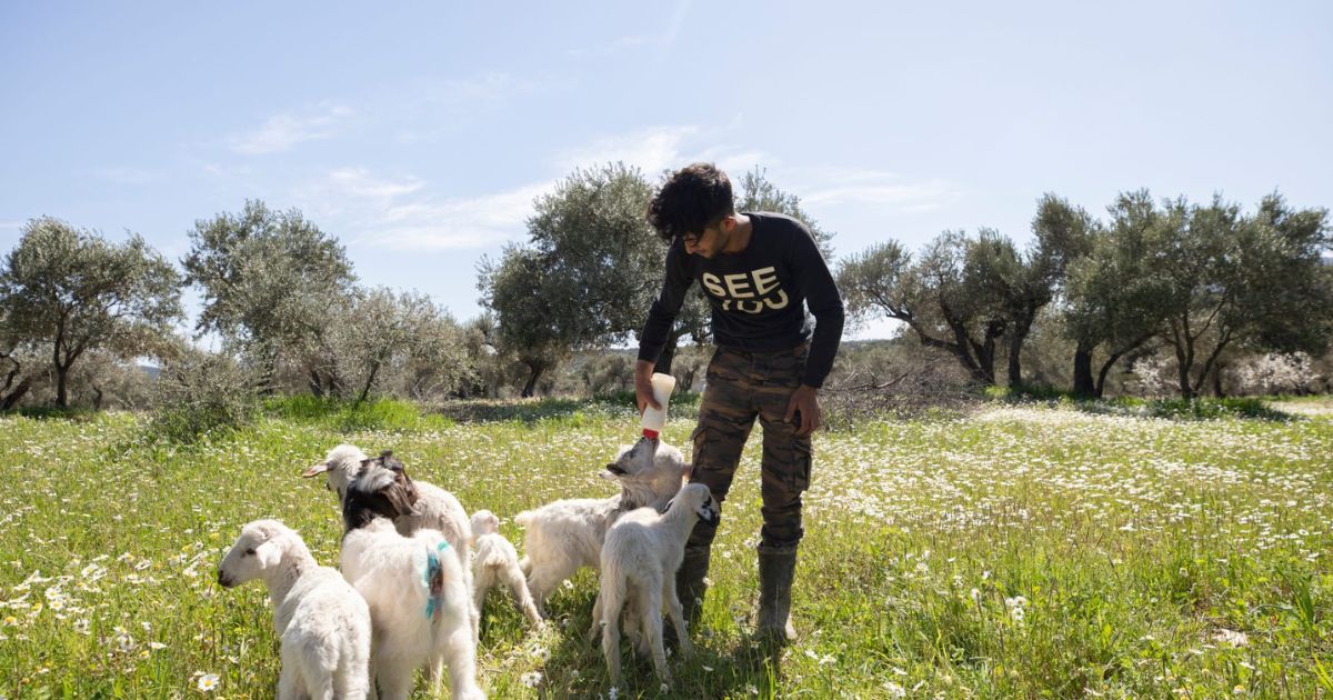 picture of person bottle-feeding lambs, farm sanctuary in Turkey