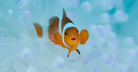 clownfish, what is queer ecology