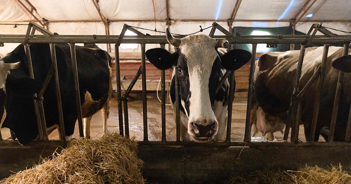 picture of cow sticking her head out through bars for story is dairy bad for you
