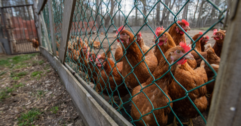 avian flu virus mutation -- chickens in a backyard farm