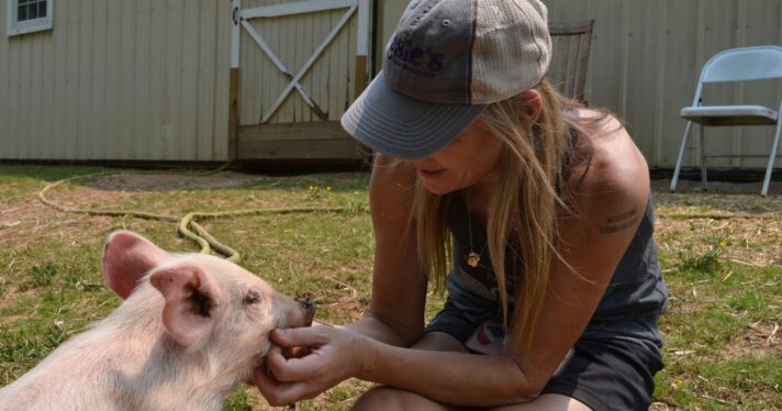 person scratching pig's chin, sanctuary strategy