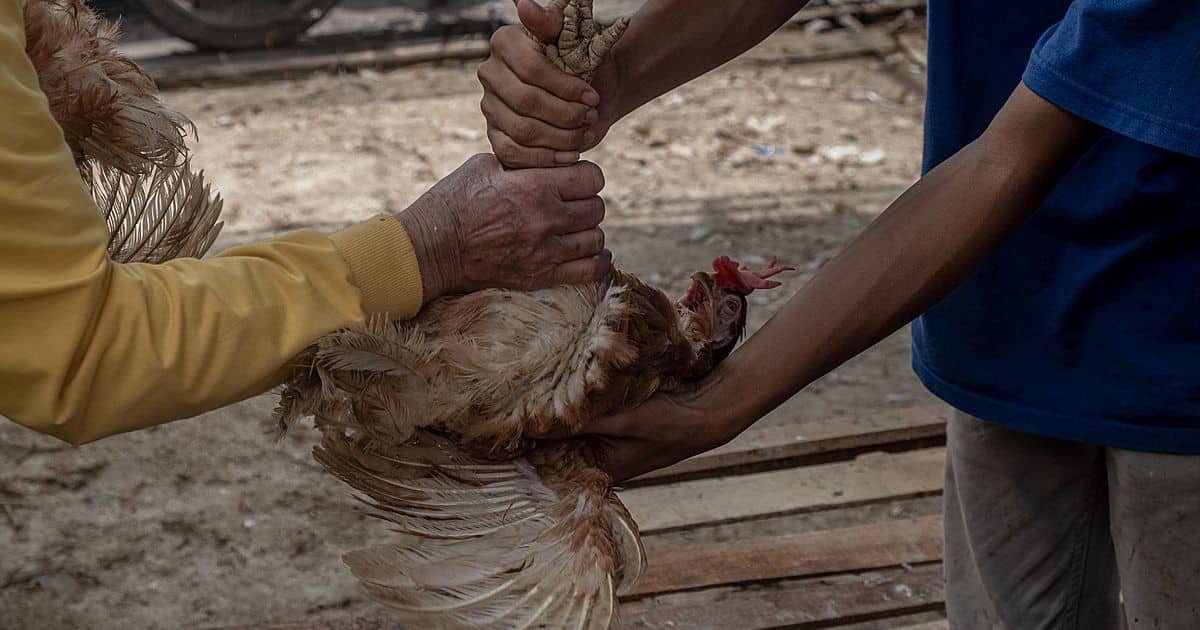 image of live chicken sold in Pembangunan market in Indonesia. Story: Is avian flu already endemic?