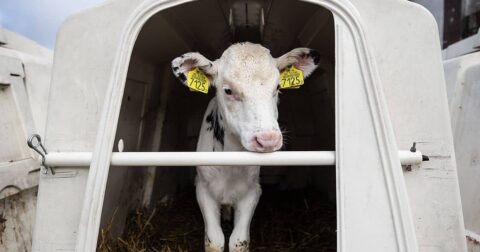 image of dairy calf, What Really Happens to Calves Discarded by Irish Dairy Brands Like Kerrygold