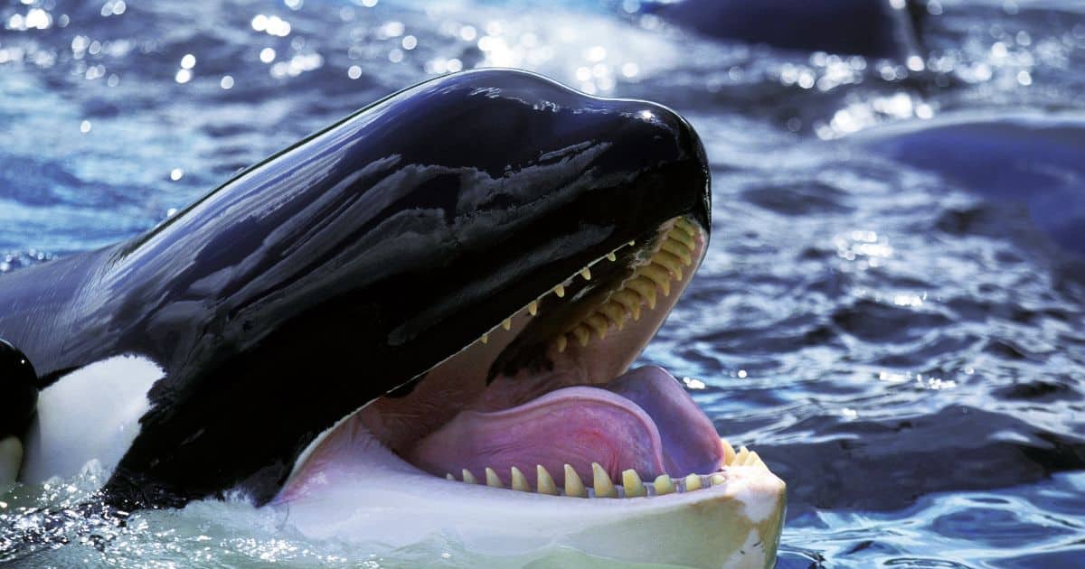 image of orca with open mouth, how smart are orcas