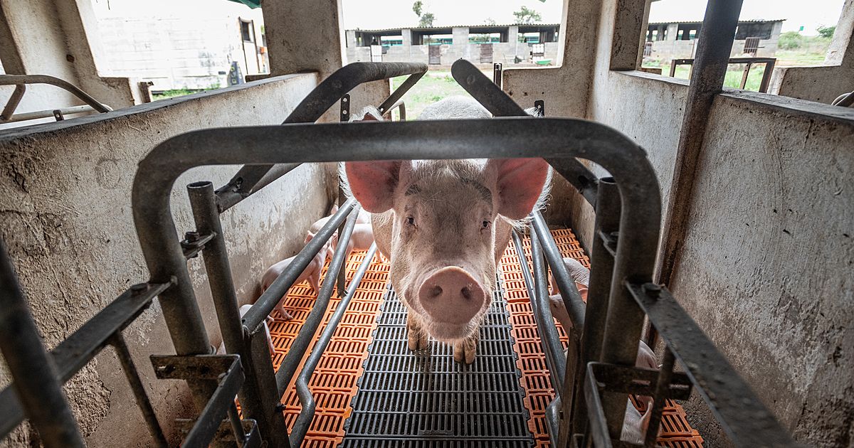 image of pig on industrial farm staring at camera, african swine fever study