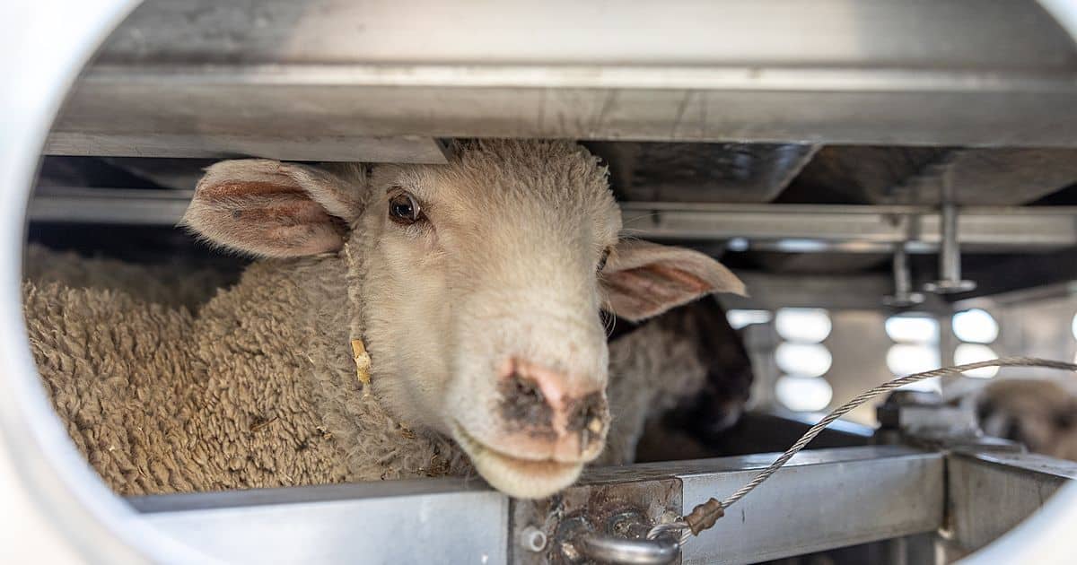image of sheep in transport truck, sheep farming