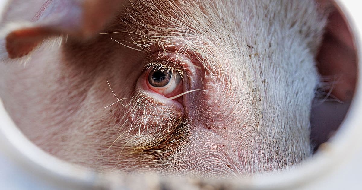 image of pig in transport, Smithfield Foods is owned by China