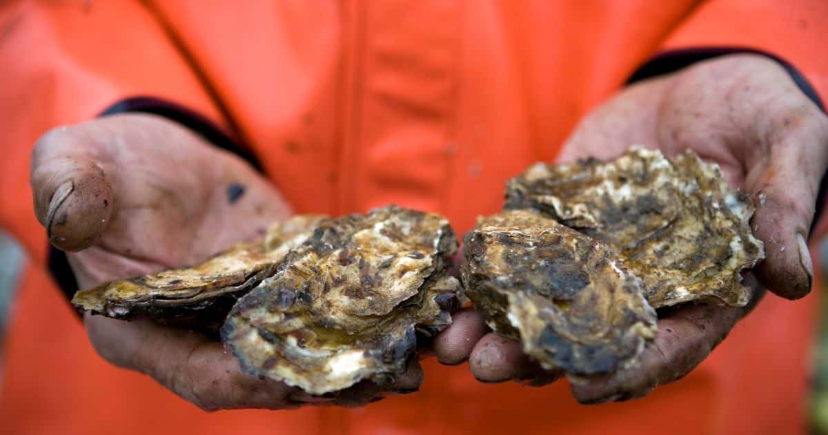seafood vulnerable to climate change, image of person's hands holding oysters