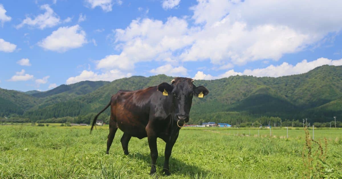 image of wagyu cow on pasture, is wagyu beef humanely raised?