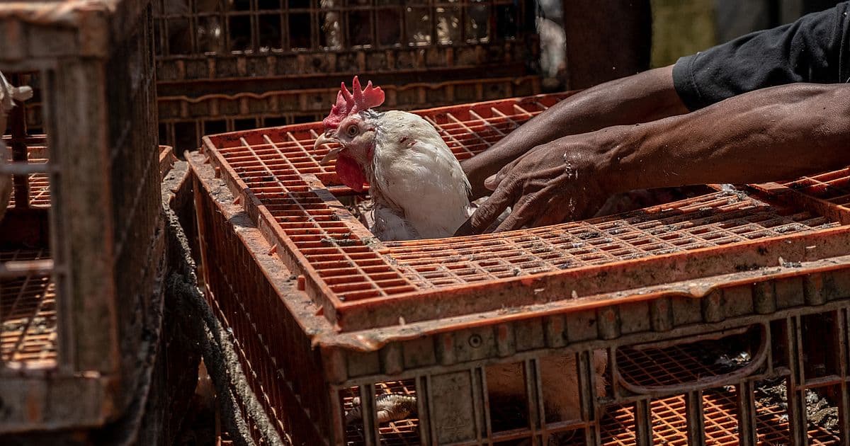 image of chicken peeking out of basket, is avian flu endemic?