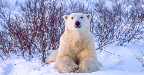 image of polar bear, animals most affected by climate change