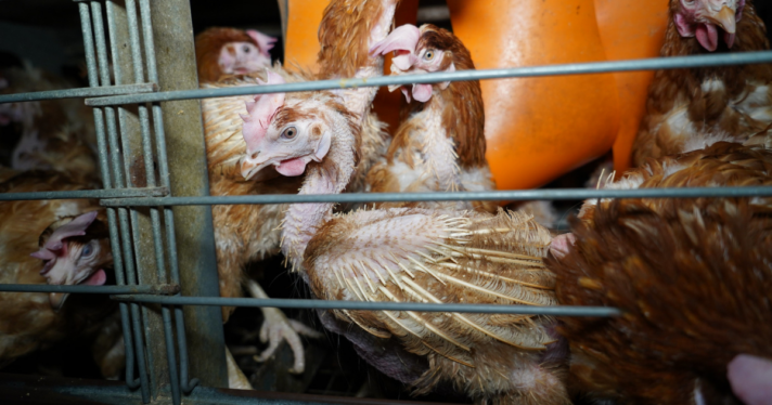 image of hens in cages with exposed bones, Lidl egg farm investigation