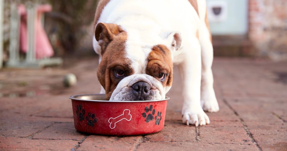 image of dog eating out of bowl, cultivated pet food