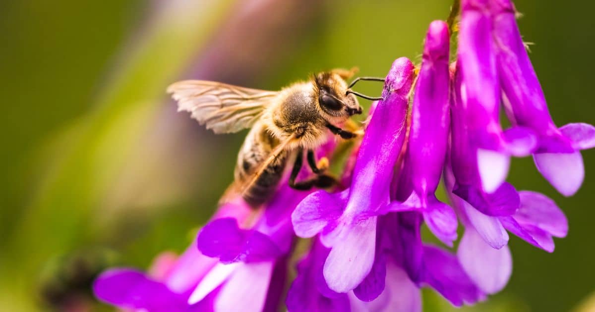 image of bee at flower, How Do Bees Help the Environment