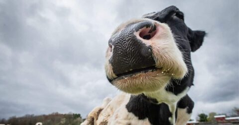 close up image of cow, animal personality research
