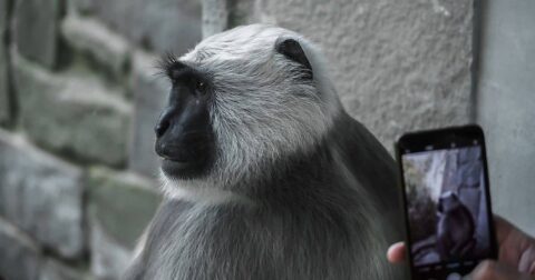 captive primate with person taking photo with phone, pros and cons of zoos