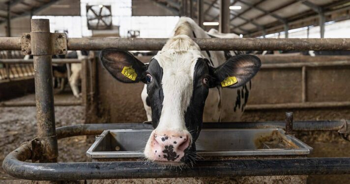 image of dairy cow about to drink from trough, Colorado river water crisis